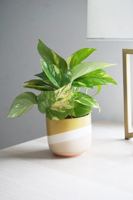 plant in a ceramic pot