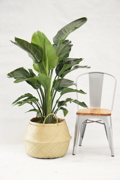 plant next to a chair